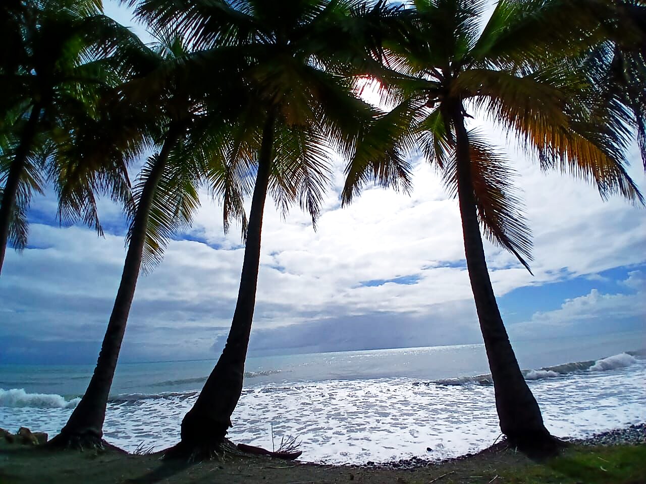 Palmiers et vue mer
